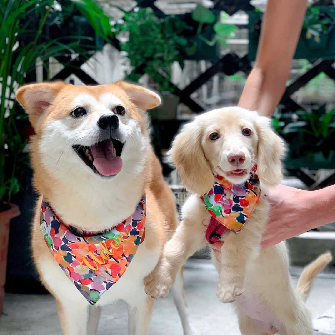 Woofpack | Rainbow cherry Pet Bandana