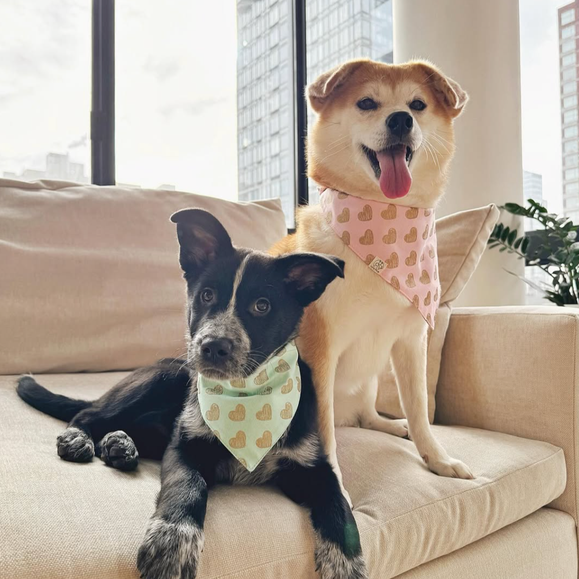 Woofpack | Pink Valentine Pet Bandana