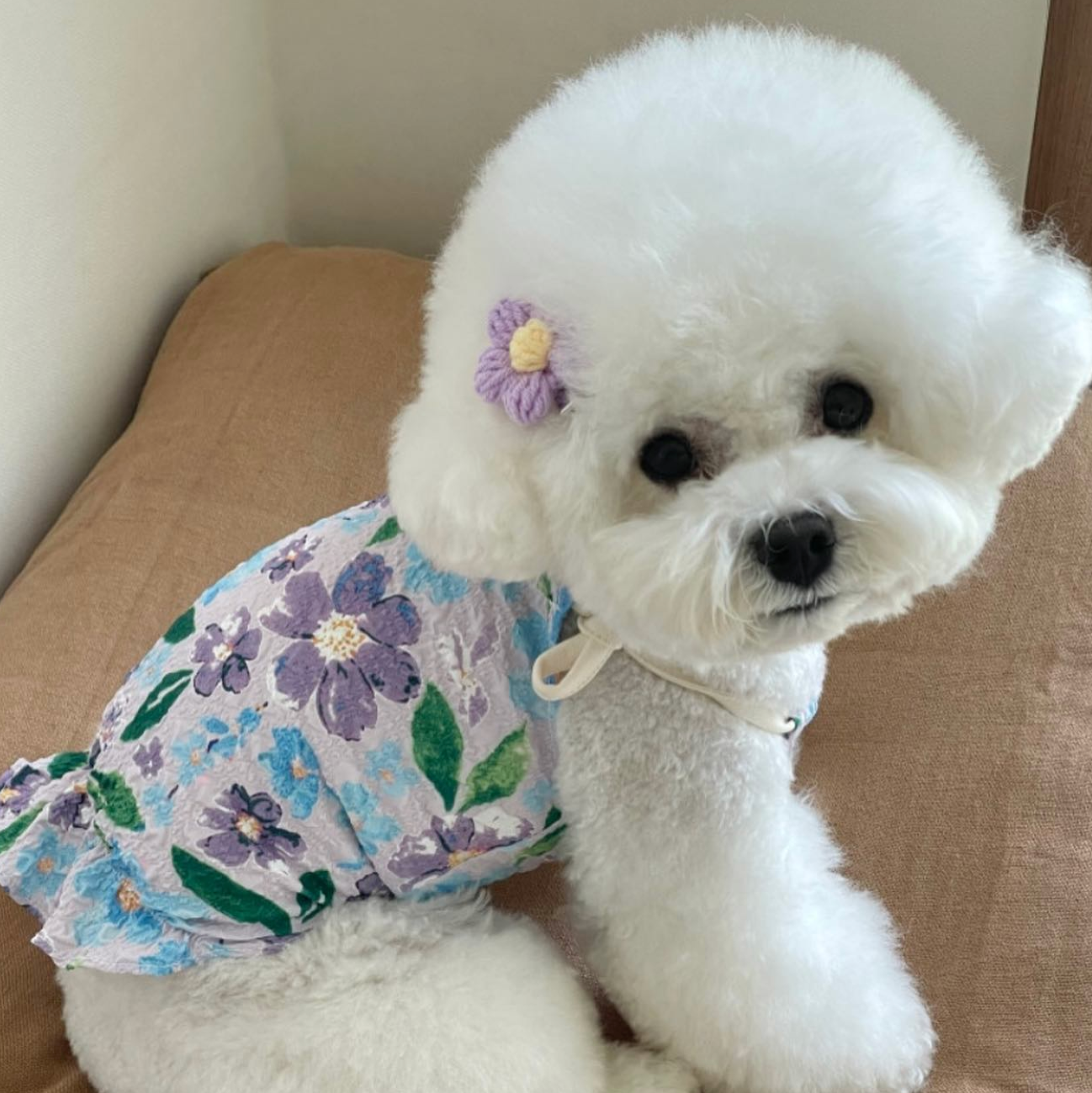 Pet Daily | Flower Pet Hair Clip