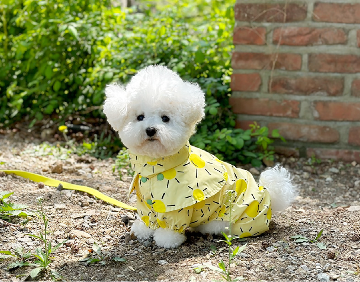 Pet Daily | Pet Sunshine Cape Raincoat
