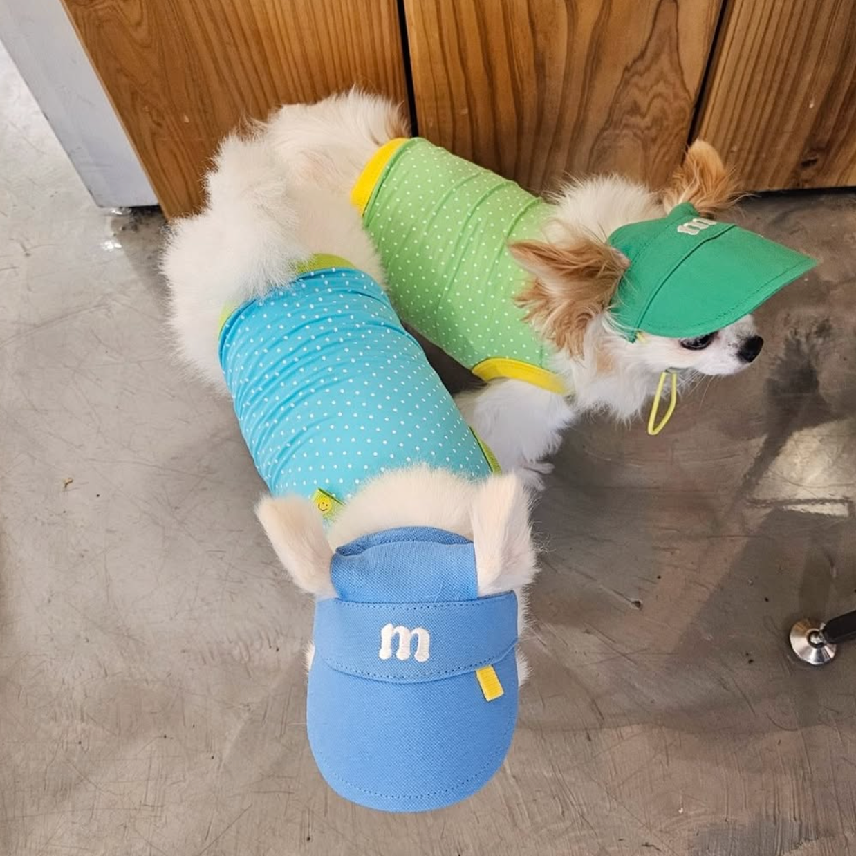 Pet Daily|Pet M-Style Sports Cap