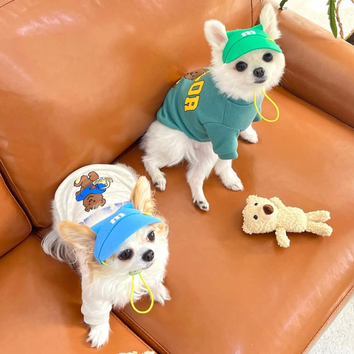 Pet Daily|Pet M-Style Sports Cap