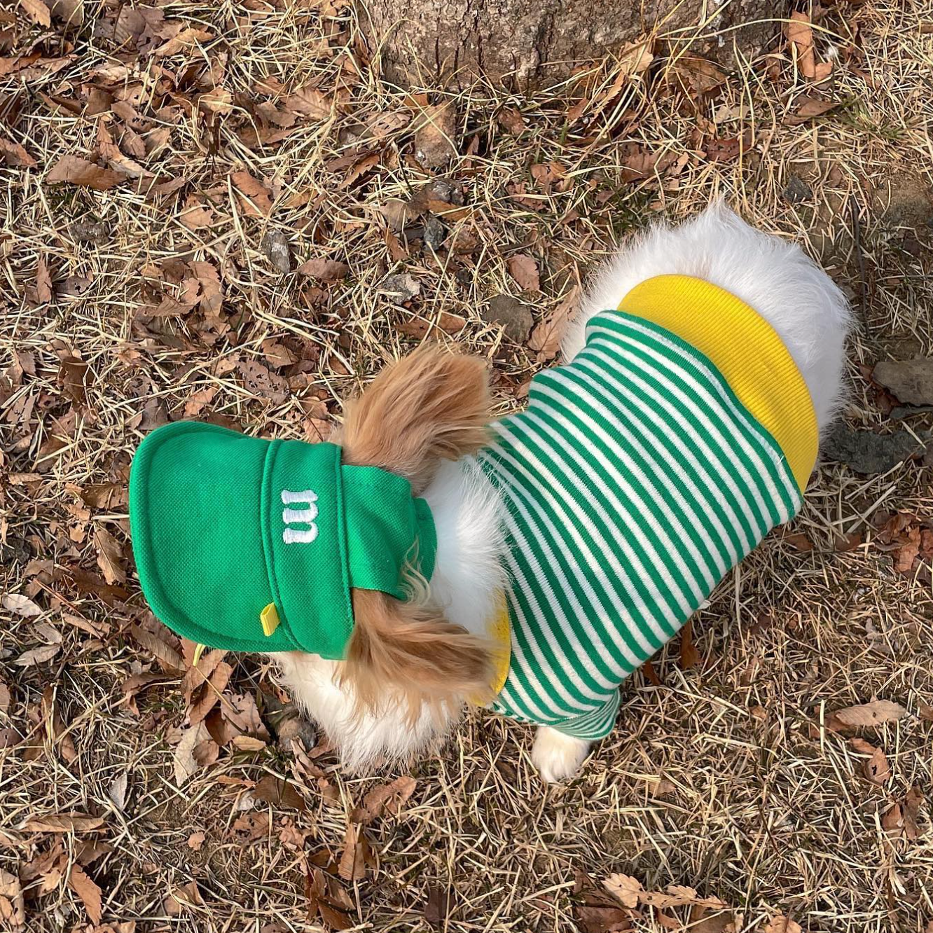 Pet Daily|Pet M-Style Sports Cap