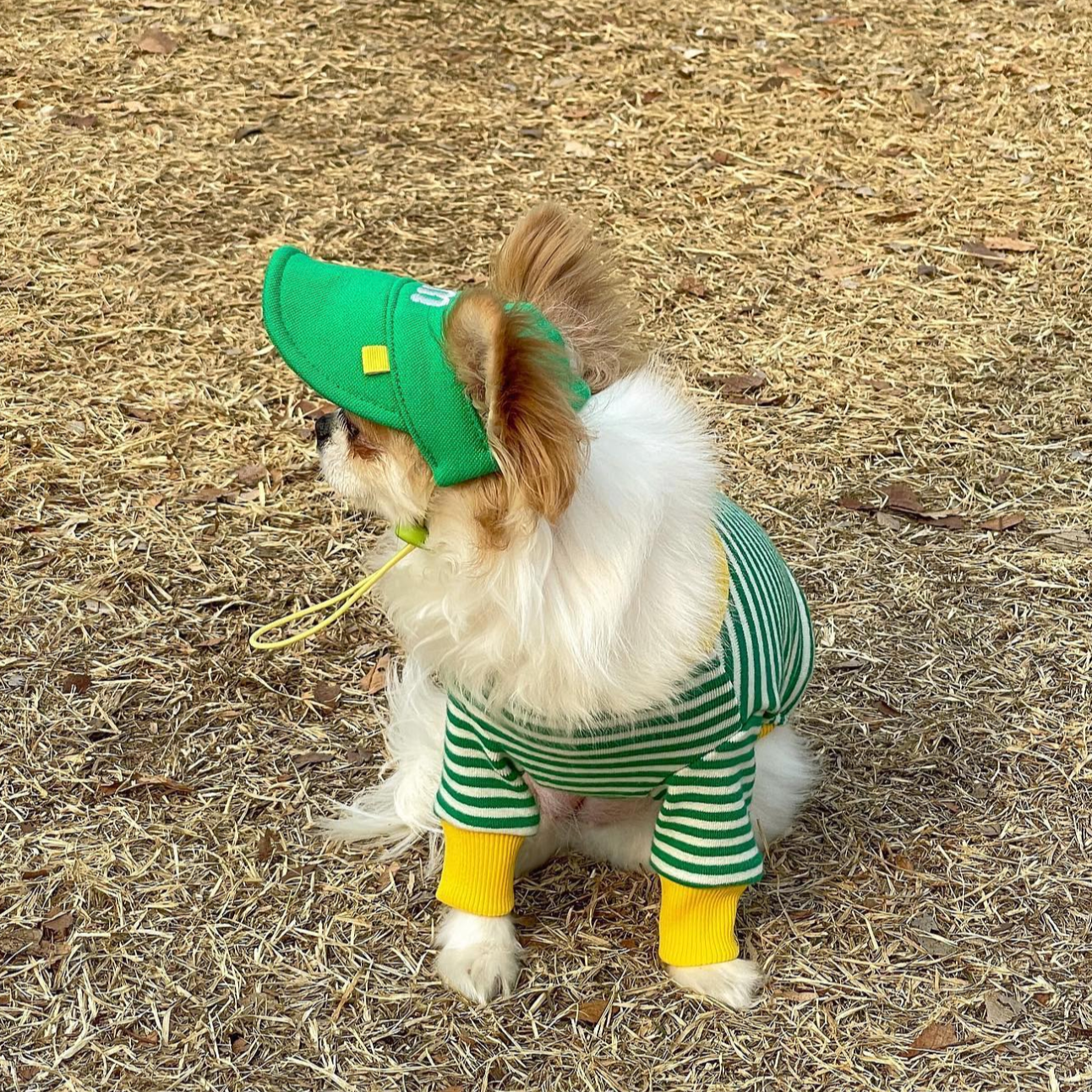 Pet Daily|Pet M-Style Sports Cap