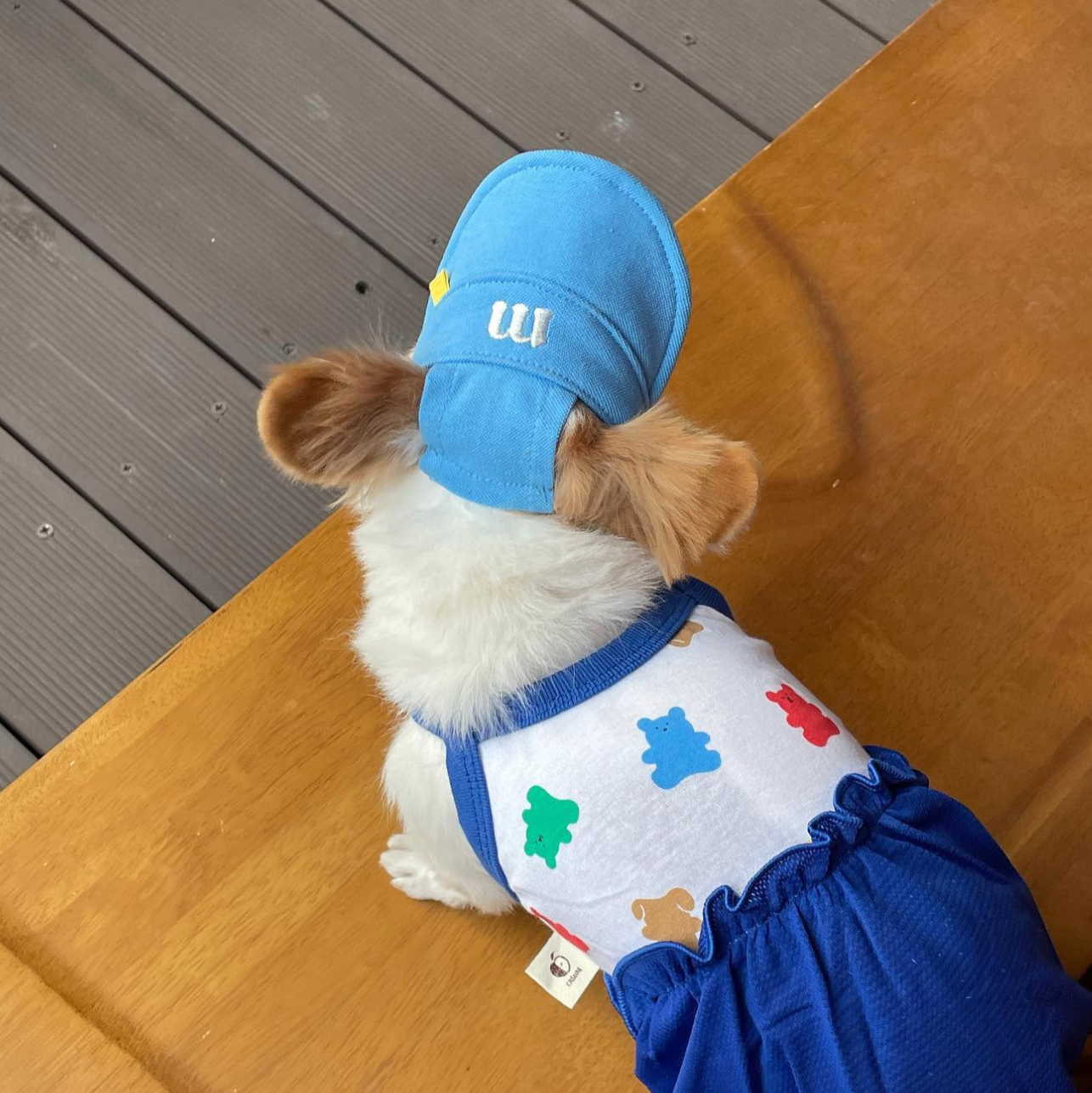 Pet Daily|Pet M-Style Sports Cap