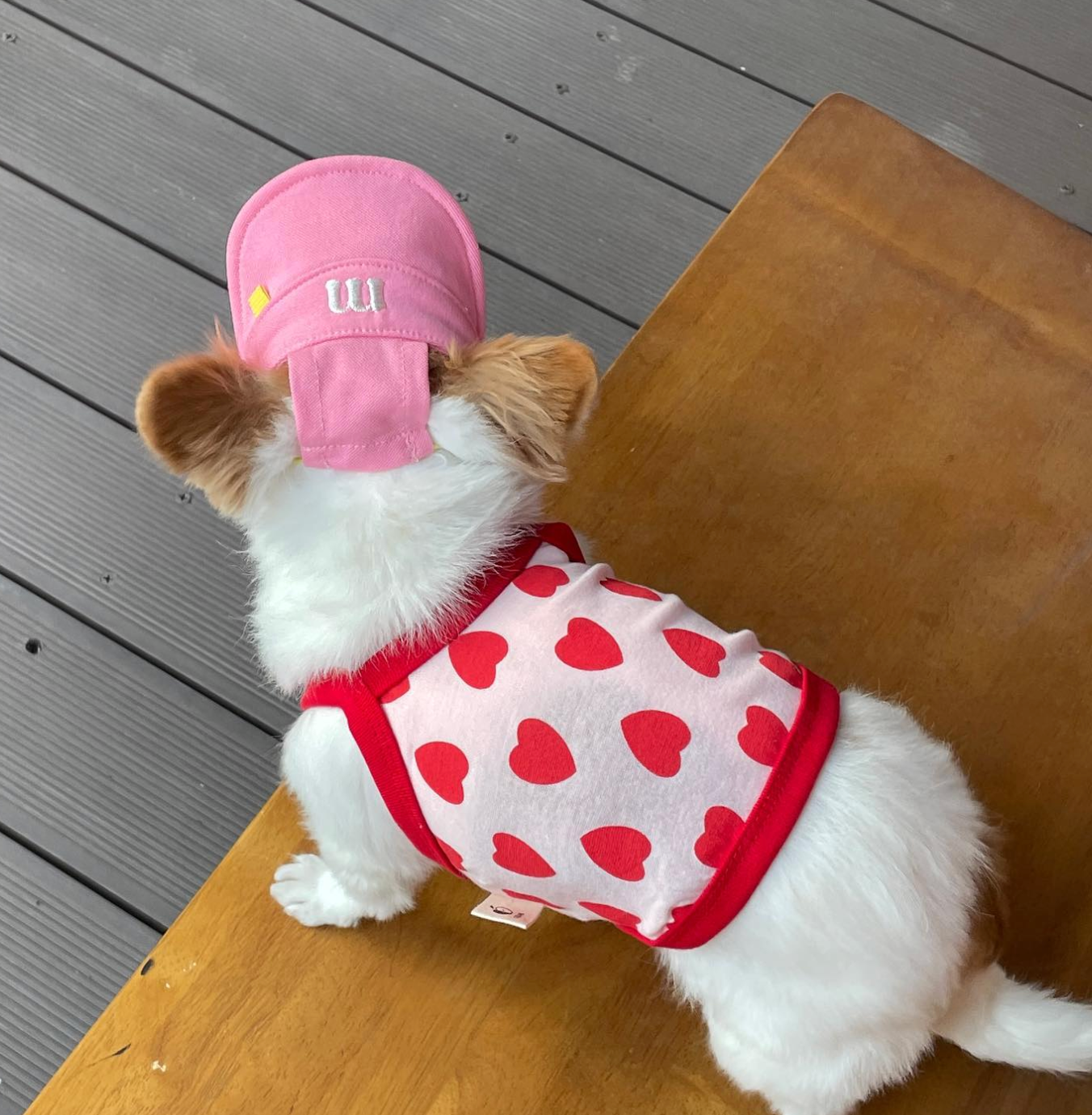Pet Daily|Pet M-Style Sports Cap