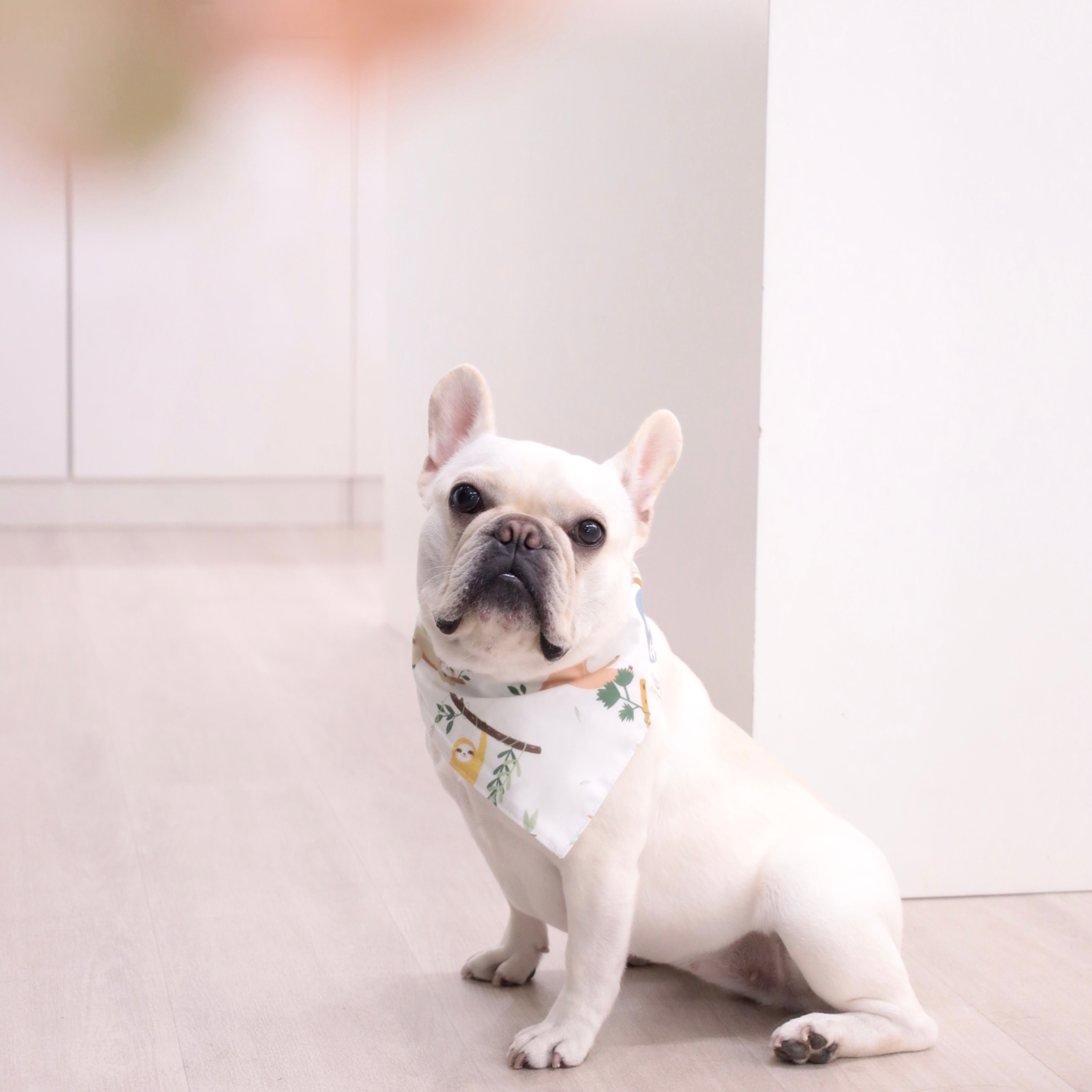 Woofpack|Sloth Pet Bandana