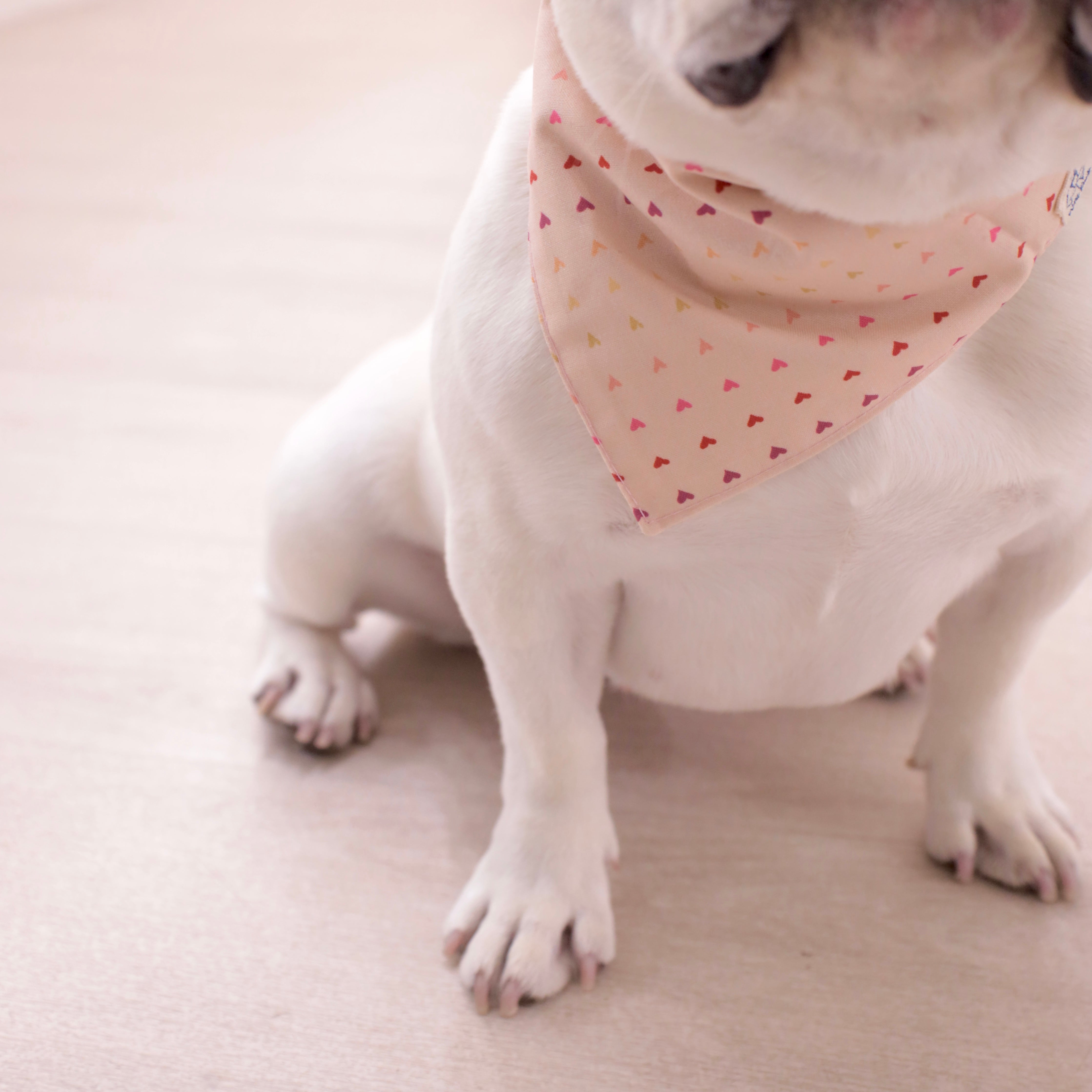 Woofpack | Rainbow Hearts Pet Bandana