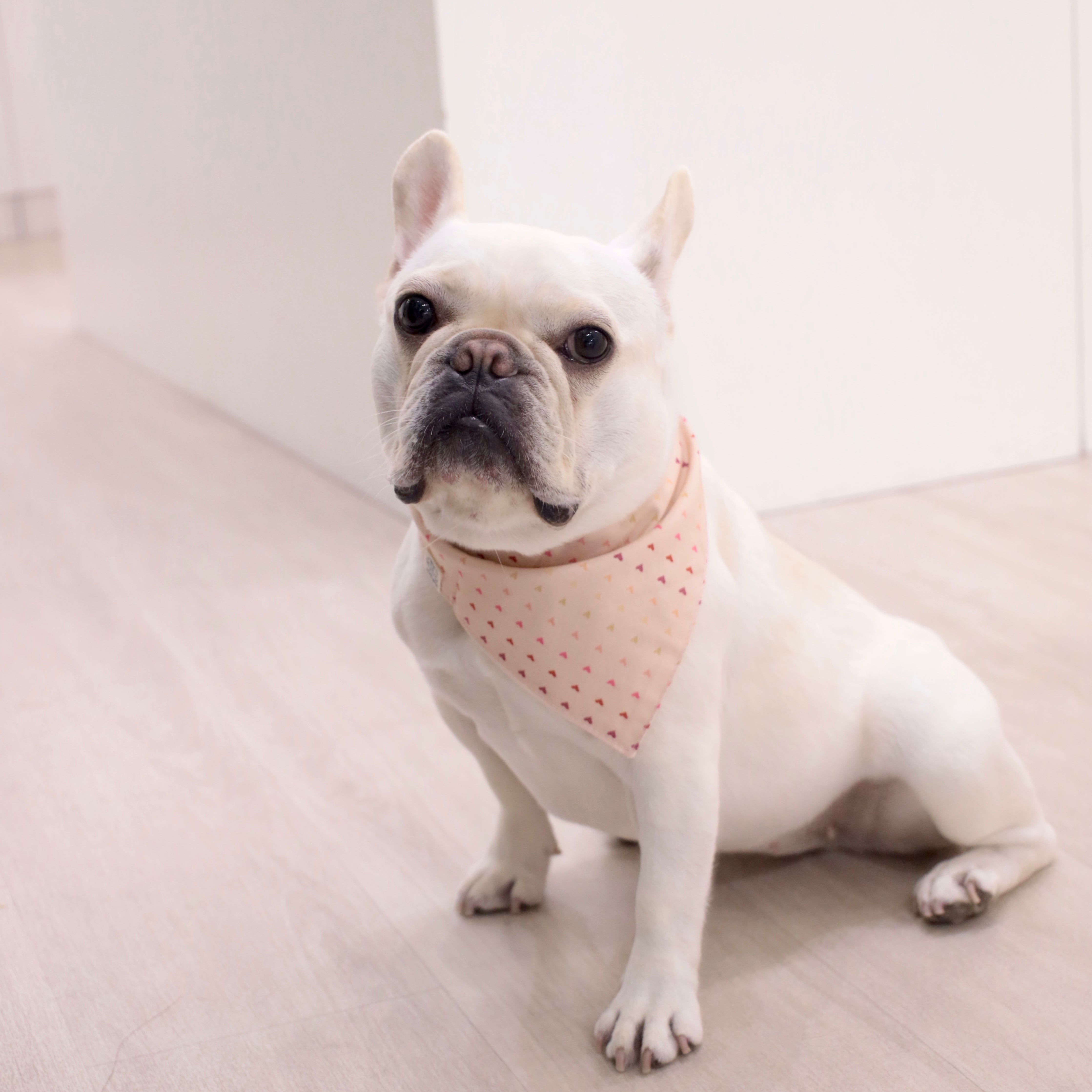 Woofpack | Rainbow Hearts Pet Bandana