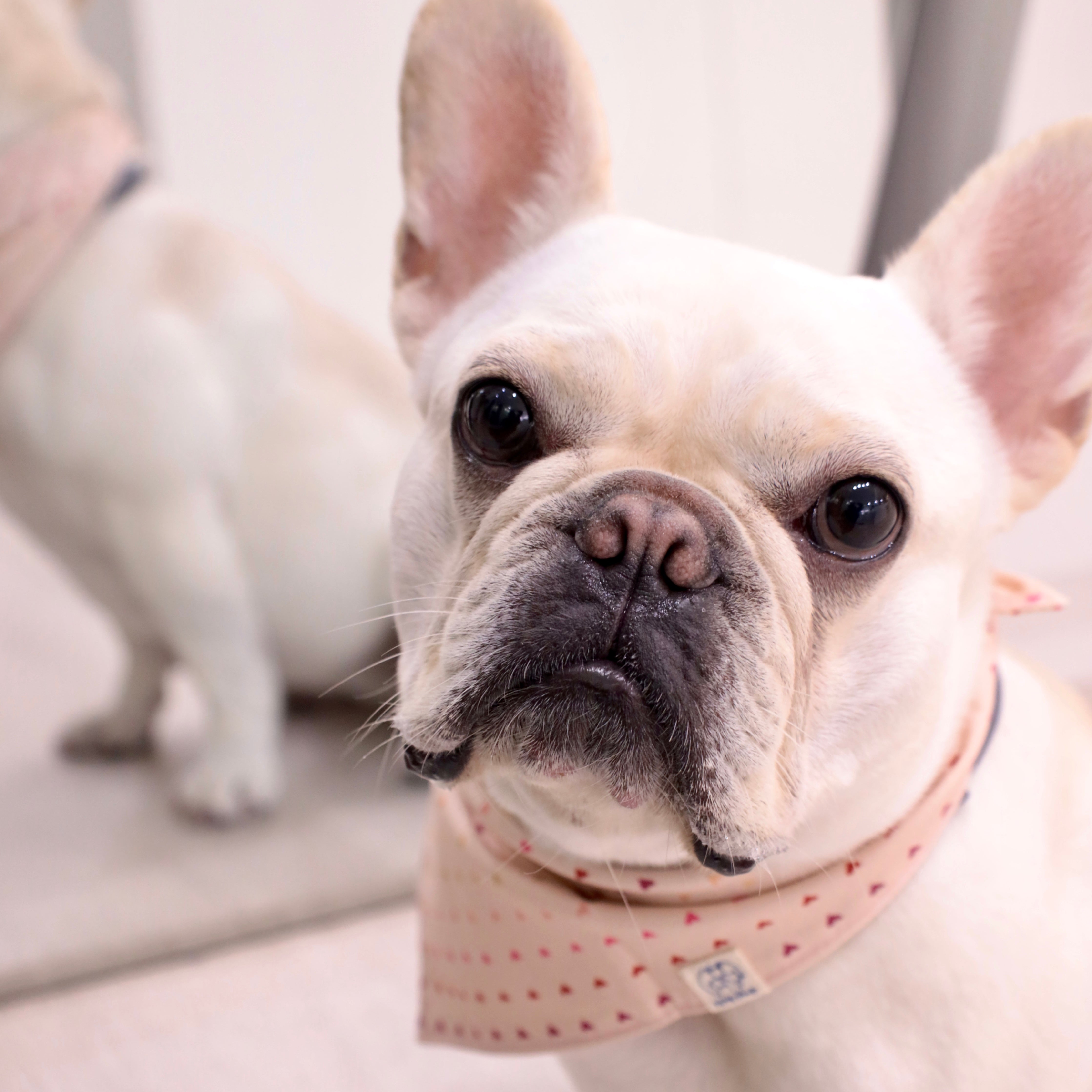Woofpack | Rainbow Hearts Pet Bandana