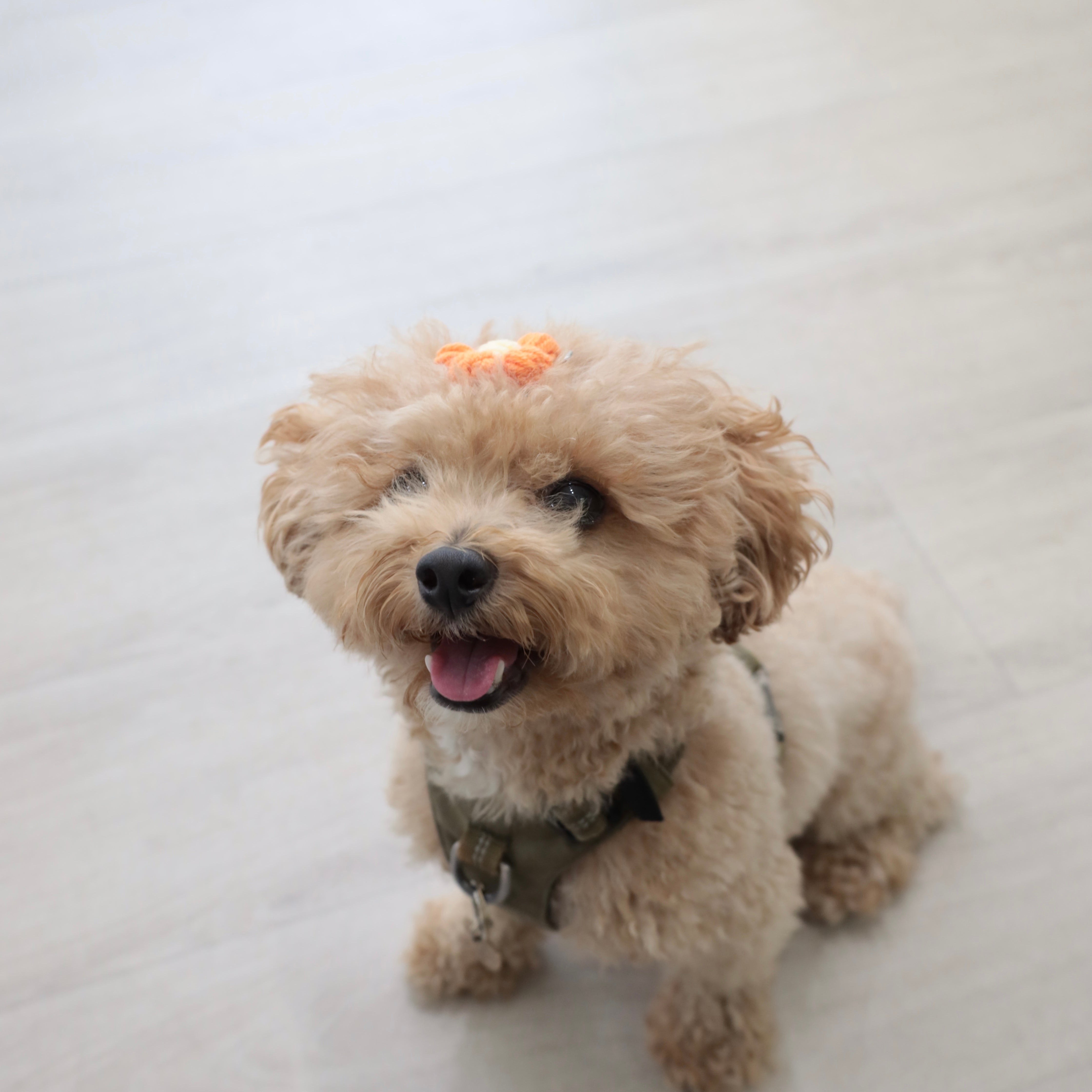 Pet Daily | Flower Pet Hair Clip
