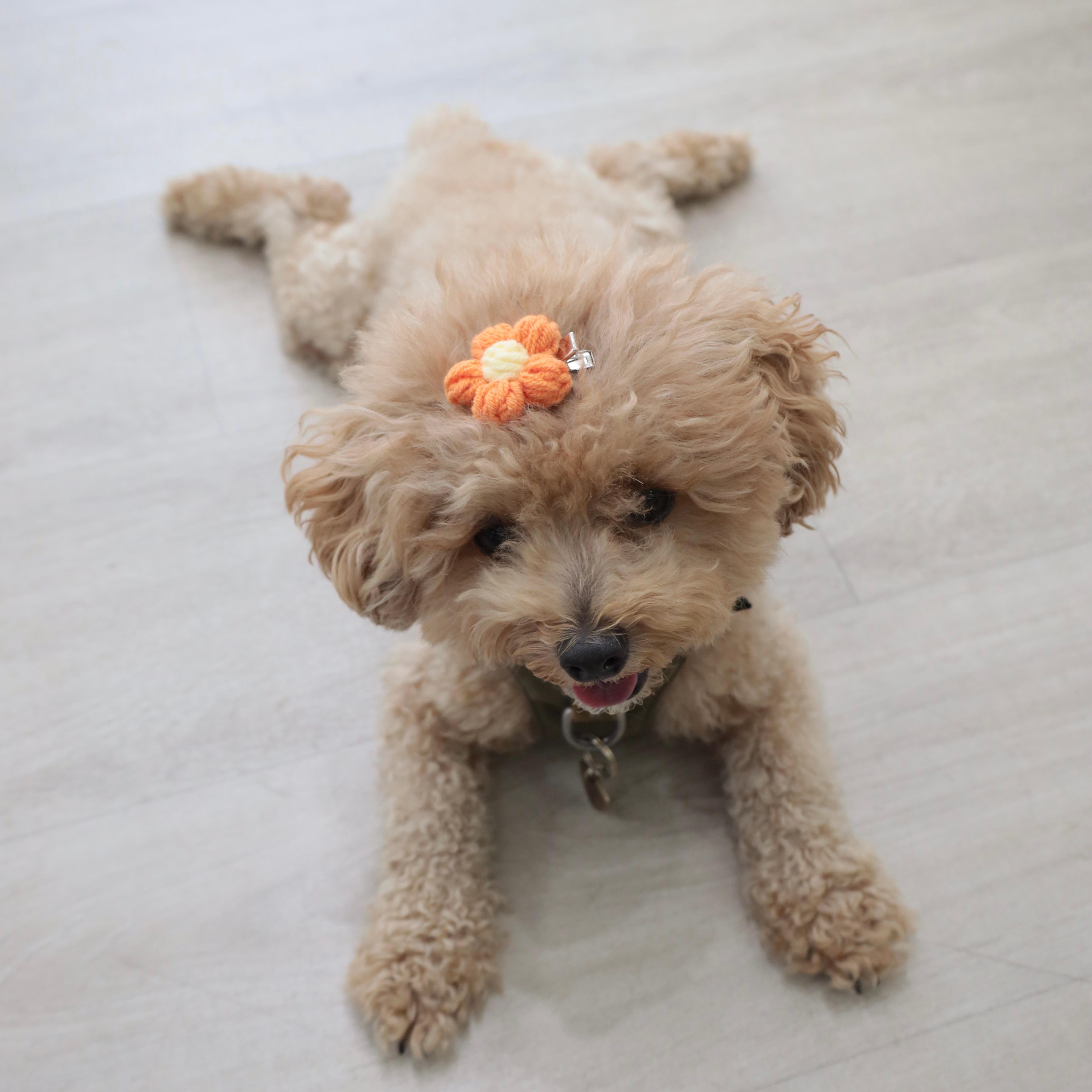 Pet Daily | Flower Pet Hair Clip