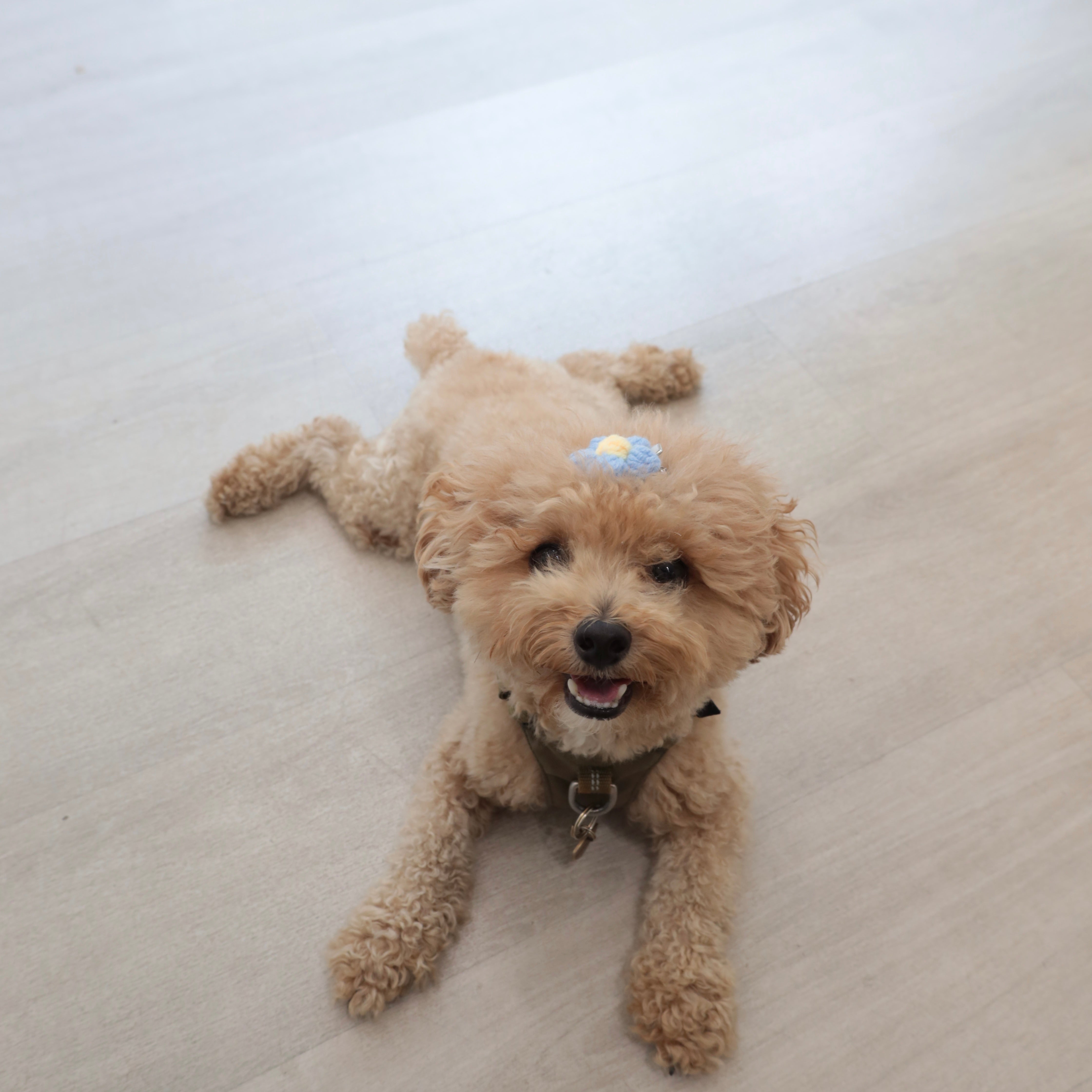 Pet Daily | Flower Pet Hair Clip