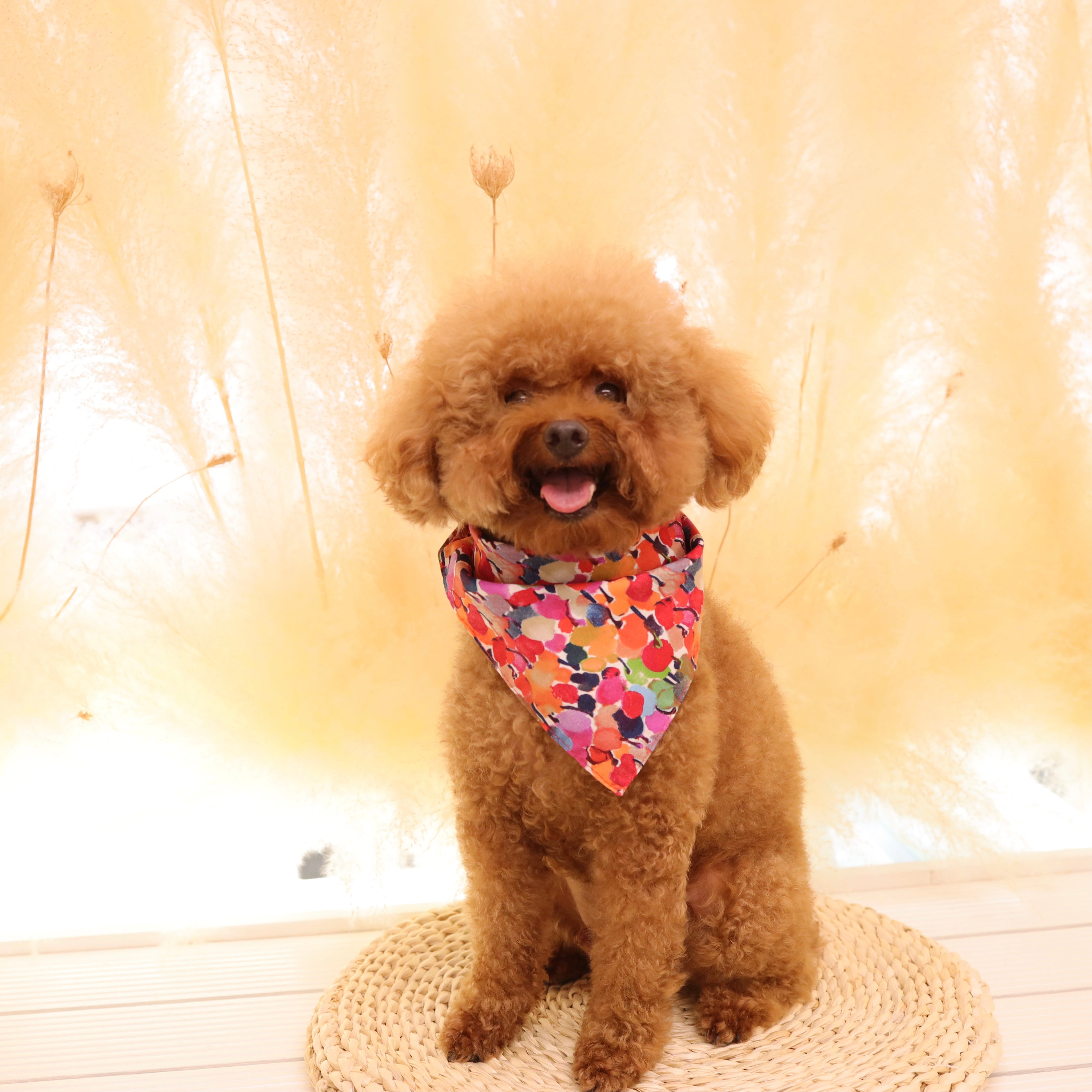 Woofpack | Rainbow cherry Pet Bandana