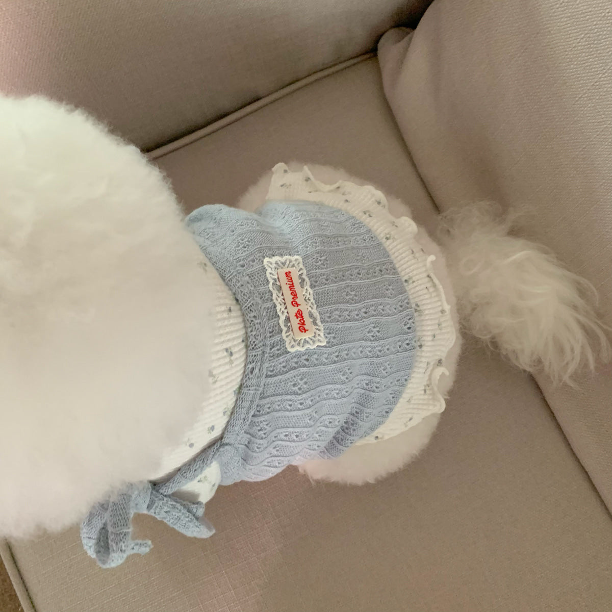 Pet Daily | Pet Cutie Layered Top